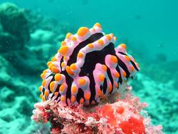 Reethi Beach - Sea Explorer Dive Centre